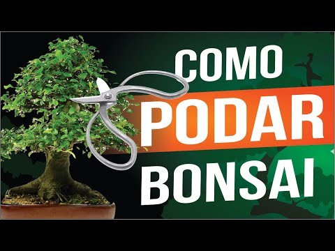 Vídeo: Como Podar Bonsai