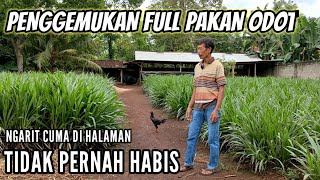 PETERNAKAN KAMBING FULL PAKAN HIJAUAN ODOT