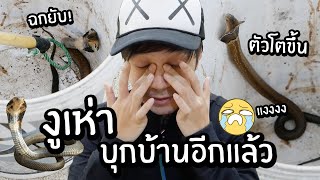 งูเห่าบุกบ้านอีกแล้ว! ตัวโตขึ้น ดุขึ้น ฉกยับ! // *คลิปนี้ไม่เหมาะสำหรับคนกลัวงู*