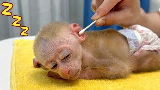 Baby monkey Jic Jic gets a manicure and massage from dad