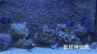 【2014魚博】熱帶魚小可愛-藍紋神仙魚