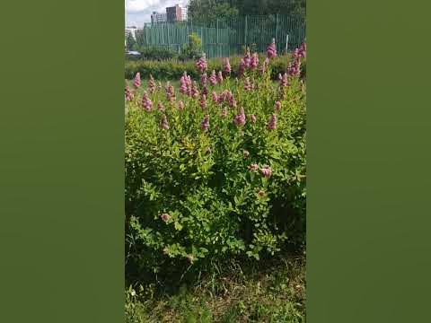 Июльские цветы. 23. - YouTube