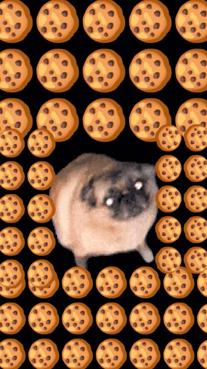 ♡Cookie♡ページです♥️ ha ha I am a cookie dog 🐕🤣 - YouTube