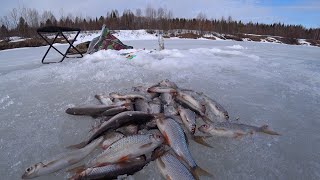 Закрываю Рыбалку, Последний Лёд. Бешенный Клёв, Наловил Кучу Рыбы.