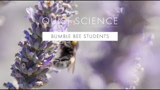 Quiet Science: Bumble Bee Students by Worldview Studio 2 views 11 months ago 1 minute, 32 seconds