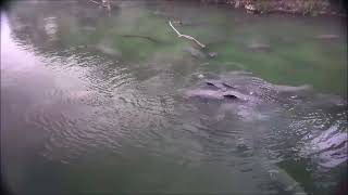 Big manatee cavorting group at Blue Spring