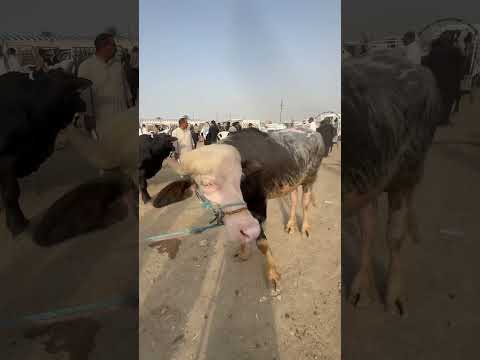 سوق المواشي العراق الناصريه الغراف عجول اكسبلور ابقار حليب  بقر متابعه جاموس  حليب