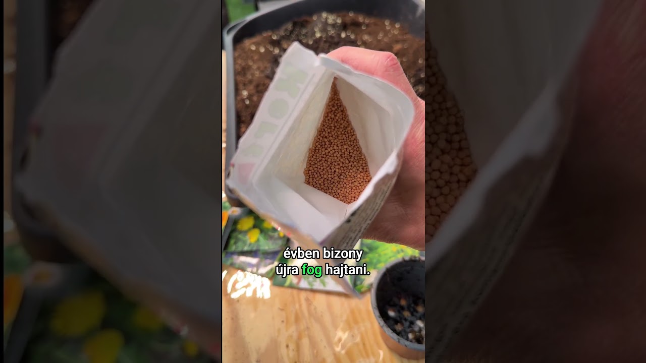 Védőnövények és rovarbarát virágok a veteményesben🌼 Élménykertész tippek