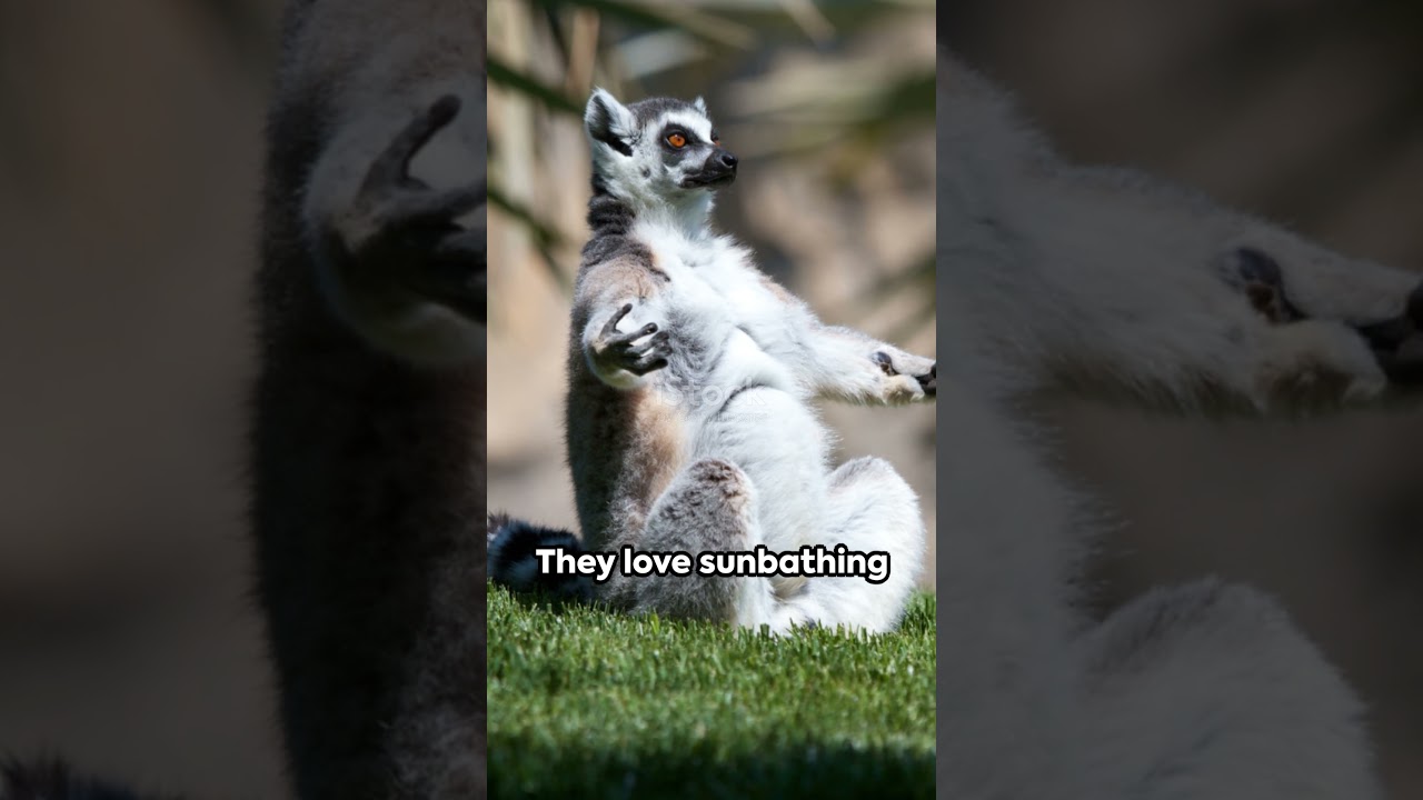 Ring tailed Lemur Fun Facts