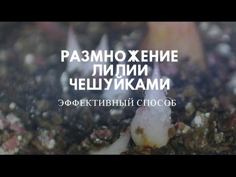 Размножение лилии чешуйками.