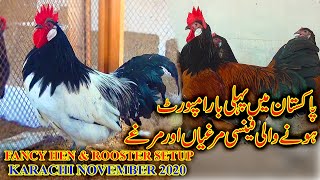 Fancy Hens and Rooster First Time In Pakistan Death layer Blue Australorp Shamo Aseel  Setup Video