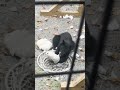 Watch as relaxed bear enjoys backyard swinging chair #Shorts