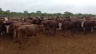 VID 20181019 WA0001