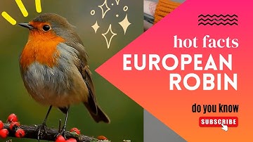European robin facts