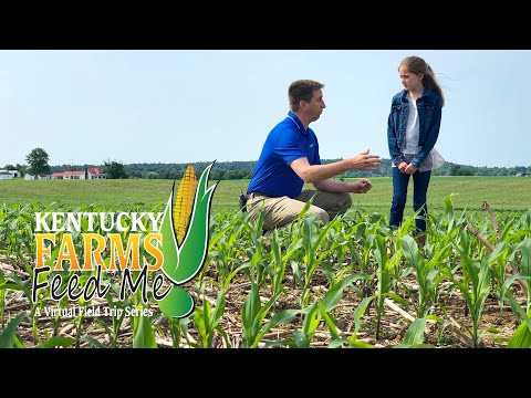 Kentucky Farms Feed Me - Visit a Corn Farm