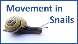 Movement in Snails - How does a snail move Class 6? -Explain the movement of snail-movement of snail