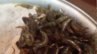 Download How Use Shrimp Bait For All Fishes - Diy Fishing Tips - Mồi Tôm Câu Cá Tự Nhiên Video MP3 How Use Shrimp Bait For All Fishes - Diy Fishing Tips - Mồi Tôm Câu Cá Tự Nhiên