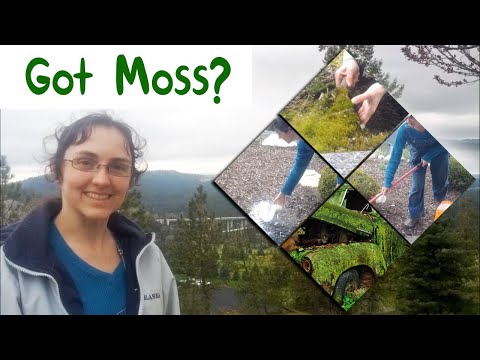 How To Remove Moss From Landscape Rock?