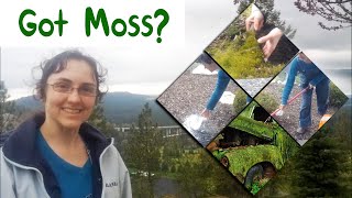 Moss, How to get rid of it naturally!