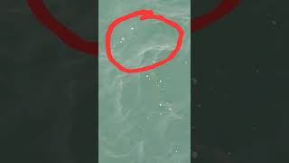 Jellyfish in Pensacola,Beach #shorts #shortvideo #pensacola #florida