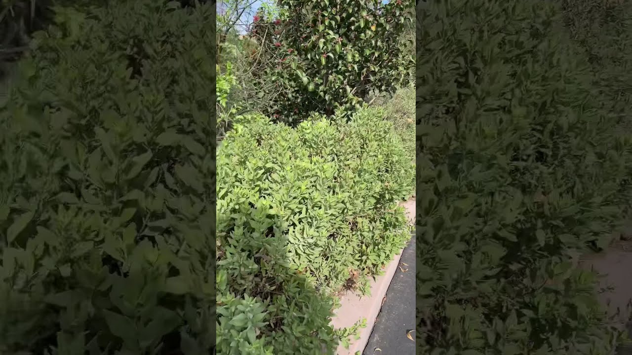 Marsh-Elder, Poverty weed excellent ground cover, drought tolerant, easy fast are Growing San Diego