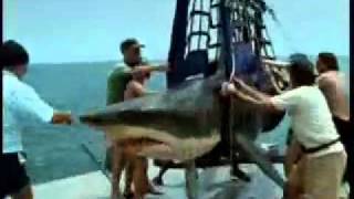 Акула проглотила человека(, 2011-11-22T15:10:24.000Z)