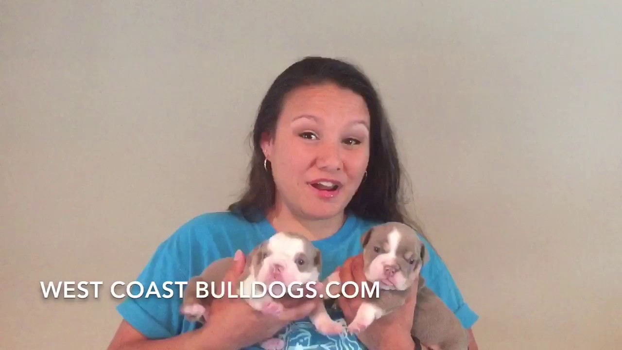 Klauz The Lilac Tri Merle English Bulldog stud Service testimony West Coast Bulldogs