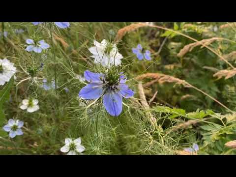 فيديو: ما هي زهرة حبة البركة؟