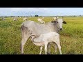 Cow Fostering and Cow Baby Breed Milk In My Country
