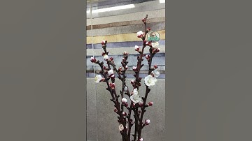 Thumbnail of Apricot Blossoms #apricots #blossom #shorts #reels