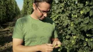 Northwest Hop Bounty (TV)