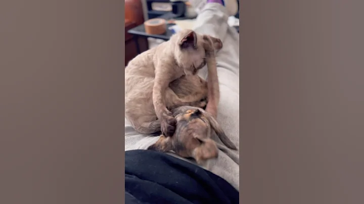Video 11123851: devon rex kitten, tiny devon rex, devonrex funnycats, kitten kitty cute, kittens fighting cute