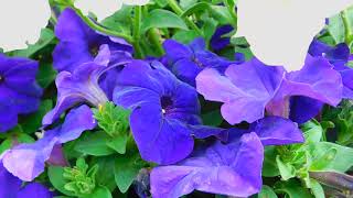 Close Up Video Of Purple Flowers Creative Commons Video 4k HD Quality