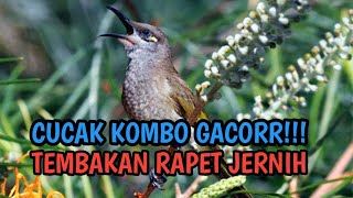 SEKALI PUTAR BURUNG CUCAK KOMBO MALAS BUNYI LANGSUNG NYAHUT DAN RAJIN NGEPLONG