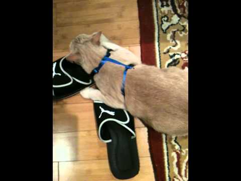 Télécharger gratuitement Images Chat Fou Humour Le Harnais Youtube actualisé salutations