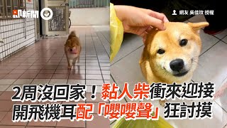 黏人柴犬衝出迎接家人「飛機耳叼玩具」討摸寵物動物狗狗精選影片