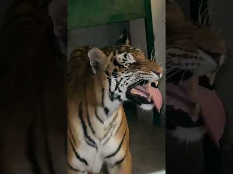 النمر اشتم رائحة شيئ ما