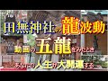 必見の五龍神・全国屈指の強運【田無神社】動画に巡り会えたあなたは強運！ 最強パワースポット参拝の旅 ＃17 スピリチュアルスポット 一人旅 オンライン参拝 リモート参拝 恋愛運 金龍 九頭龍