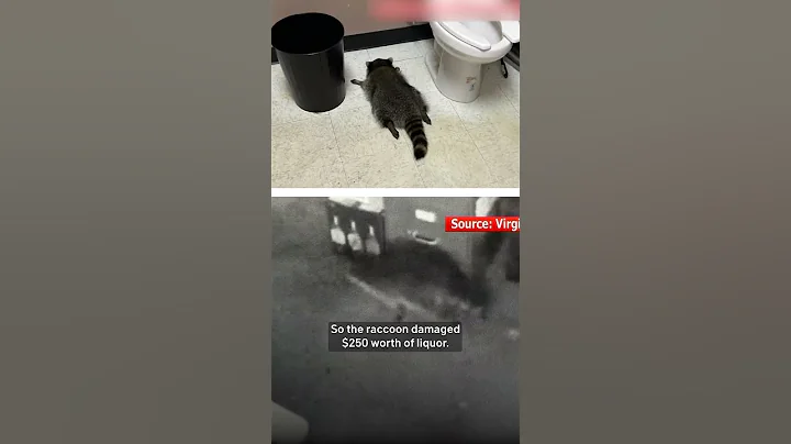 Raccoon raids liquor store, then passes out drunk on bathroom floor