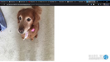 Image Prediction using Google App Engine and Distributed load testing using Google Kubernetes Engine