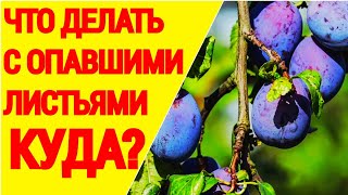 Что делать с опавшими листьями ? Куда !!! и зачем...