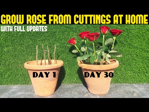 How To Grow Rose From Cutting (FULL UPDATES)