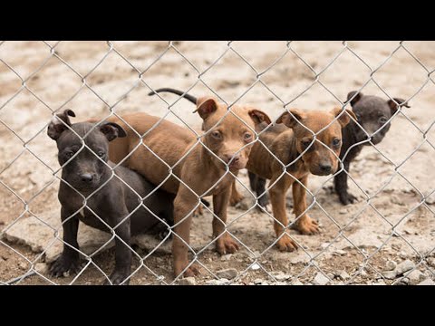 Видео: ASPCA разорвала бойцовское кольцо, спасая 25 собак в Северной Каролине