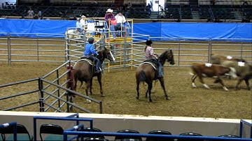 Valley View Ranch - Diablos Sugar Dude and Sallys Dual Pep - sorting at Texas State Fair with youth