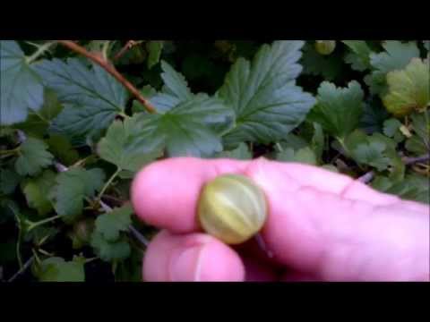 تصویری: زمان برداشت انگور فرنگی - درباره چیدن انگور فرنگی در باغ بیاموزید