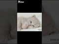صور قطط جميلة كيوت 