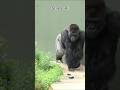 Kiyomasa & Shabani【東山動物園ゴリラ】 #gorilla