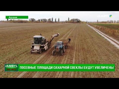 Посевные площади сахарной свеклы будут увеличены