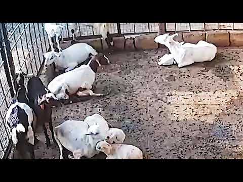 Goat killed its own baby