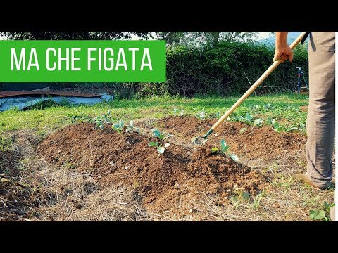 Video: Controllo delle infestanti vegetali: come tenere le erbacce fuori da un orto